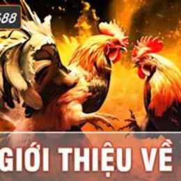 đá gà sv388z.com