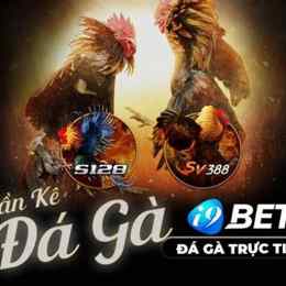 đá gà thần kê