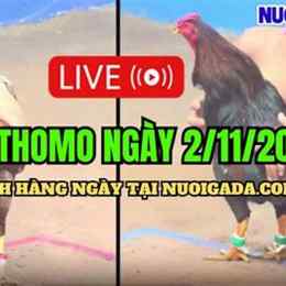 đá gà thomo 11 5 trận 20