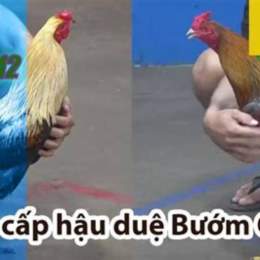 đá gà thomo 12 8 c3