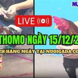 da ga thomo 15 4