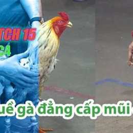 đá gà thomo 15 8 trận 29