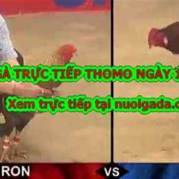 đá gà thomo 2020 hôm nay