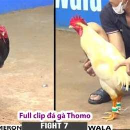 đa ga thomo 22 3