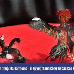 đá gà thomo 24 3 2023