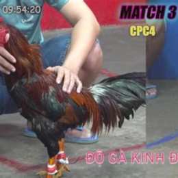 đá gà thomo 25 10 c2