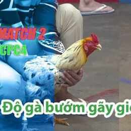 đá gà thomo 28 7 trận 22