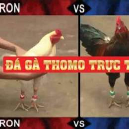 đá gà thomo 29 tháng 3