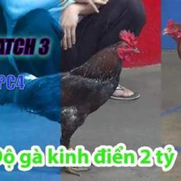 đá gà thomo 3 3 2023