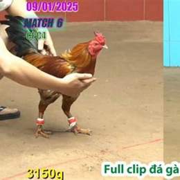 đá gà thomo 6 10 trận 51