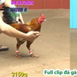 đa ga thomo 6 7 2023