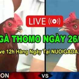 đá gà thomo 88 c3