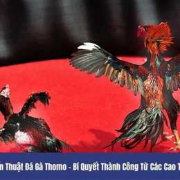 đá gà thomo 9 3 2024