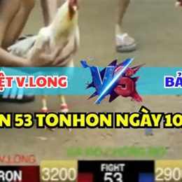 đá gà thomo bảo sting chồng độ 4 cái