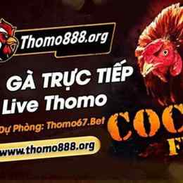 đá gà thomo bình luận trực tiếp