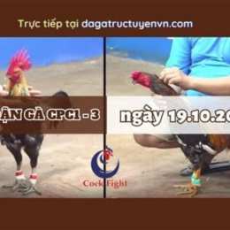 đá gà thomo c1 c3 c4