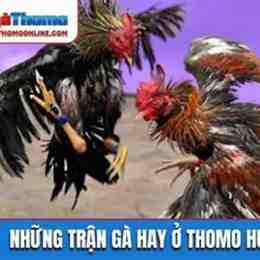 đá gà thomo c2 hôm nay trận 16