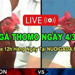 đá gà thomo c3 12/12