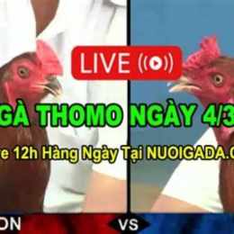 đá gà thomo c3 14/1