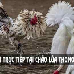 đá gà thomo c3 hom nay