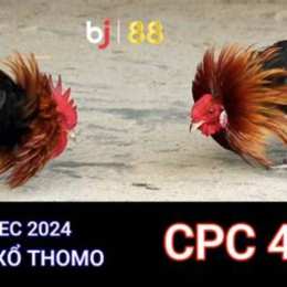đá gà thomo cpc 4