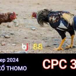 đá gà thomo cpc3 12 3