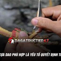 đá gà thomo cựa dao trực tiếp