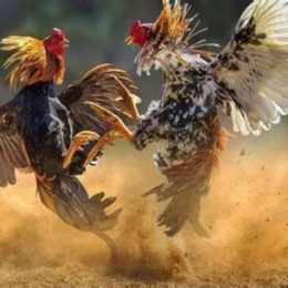 đá gà thomo gà đòn đá với gà tre