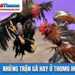 đá gà thomo hôm nay trận 4
