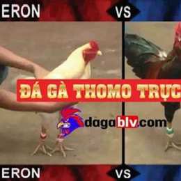 đá gà thomo mới nhất 2019