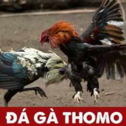 đá gà thomo ngày 11 tháng 9 trận 20