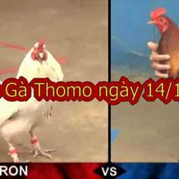 đá gà thomo ngày 14 tháng 10