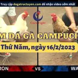 đá gà thomo ngày 16 tháng 8