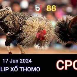 đá gà thomo ngày 17/5/2023