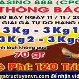 đá gà thomo ngày 19 tháng 11 năm 2024