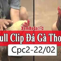 đá gà thomo ngày 22 tháng 12 năm 2024