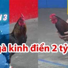 đá gà thomo ngày 26 tháng