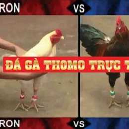 đá gà thomo ngày 26/3/2023