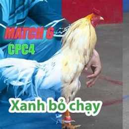 đá gà thomo ngày 28 tháng 10 năm 2023