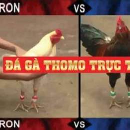 đá gà thomo ngày 31 tháng 7 năm 2022