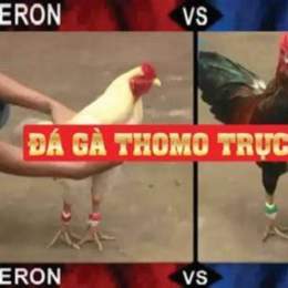 đá gà thomo ngày 9 tháng 10