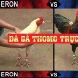 đá gà thomo ô ma mị