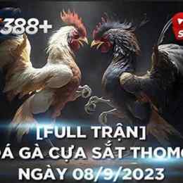 đá gà thomo sinh mùng 9