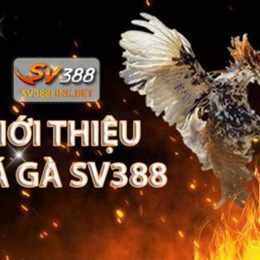 đá gà thomo sv 388