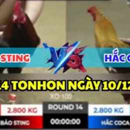 đá gà thomo trận 14 hôm nay