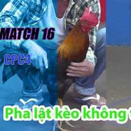 đá gà thomo trận 16 c2