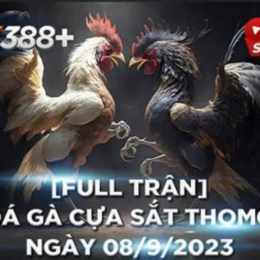 đá gà thomo trận 18 hôm nay