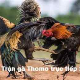 đá gà thomo trận 24 tỷ