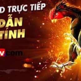 đá gà thomo trang bình luận viên
