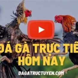 da ga thomo truc tiep binh luan